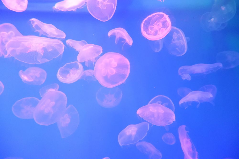 Photograph by Надежда Ульянова