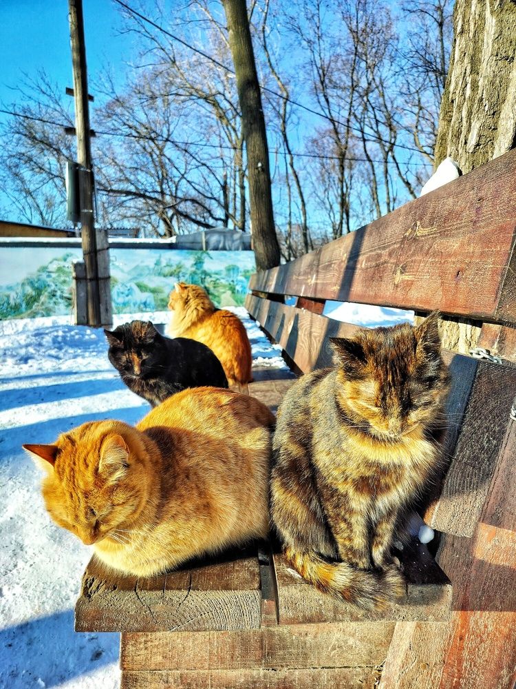 Photo #12852638