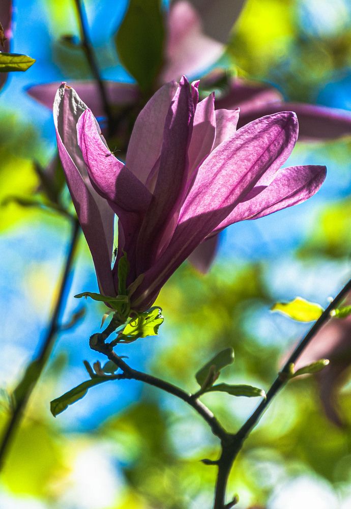 Photograph by Vladimir  Komarov