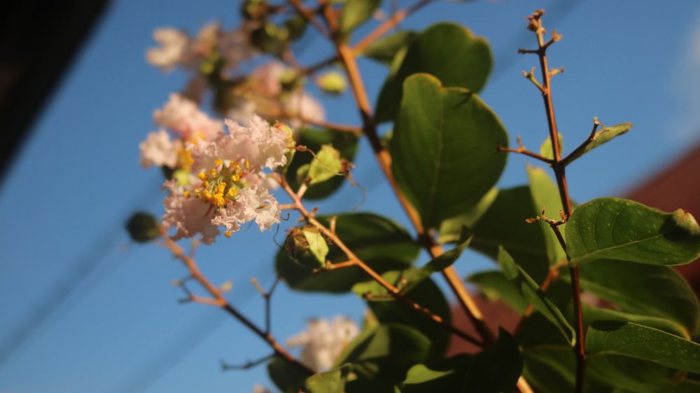 Photograph by Deasy Junita Dhani Hidayana