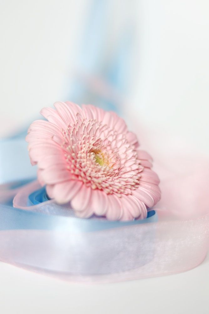 Фотография автора Екатерина Першина