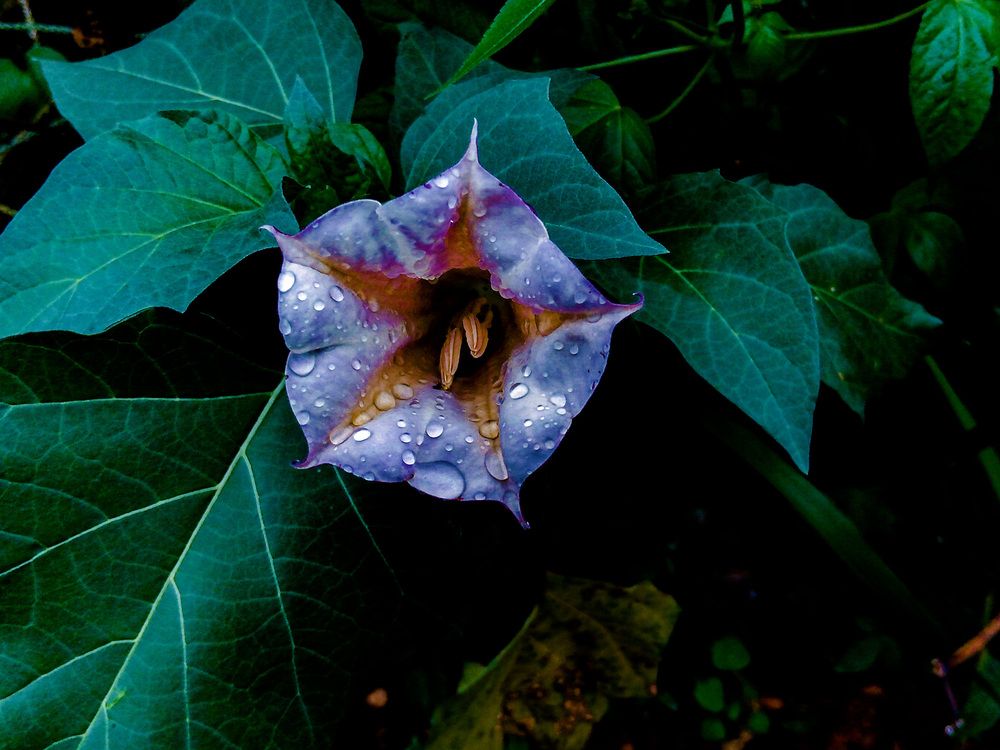 Fleurs