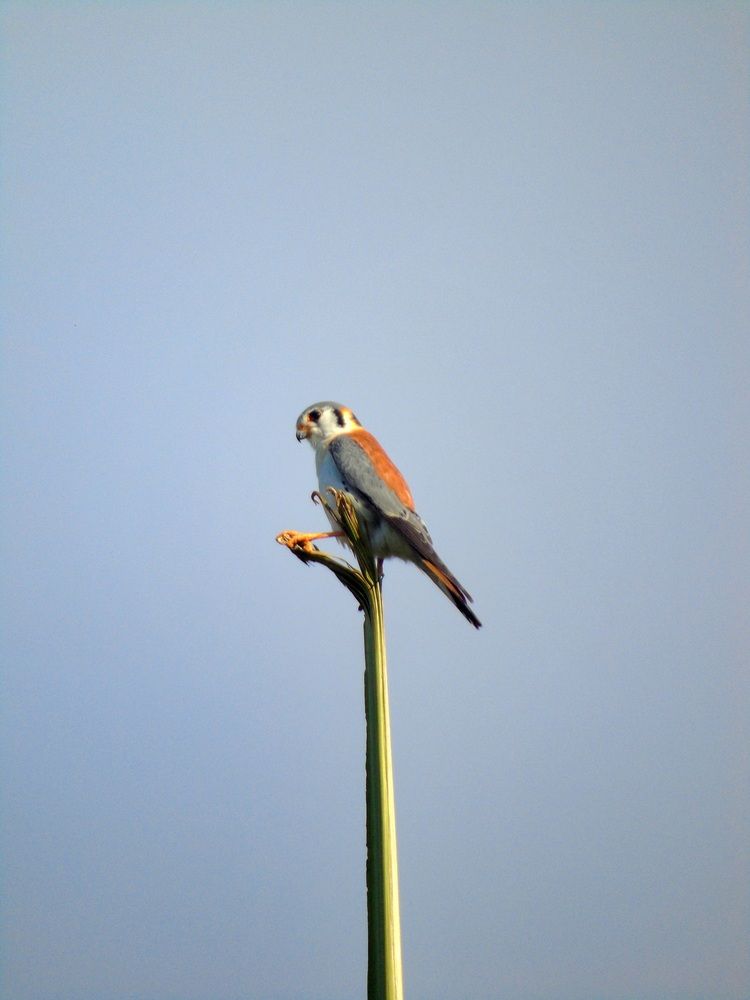 Photograph by Félix Ernesto Morejón Sánchez