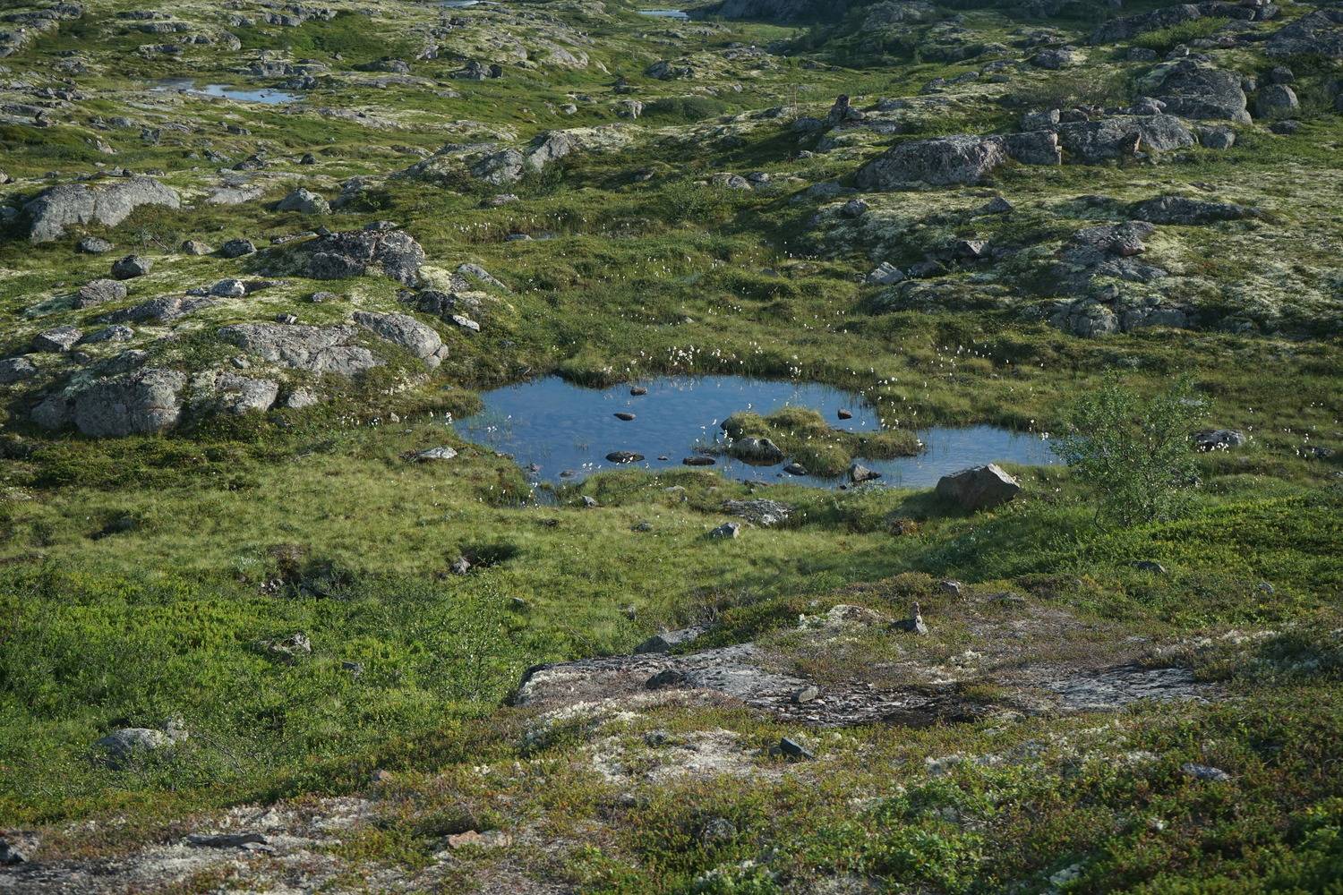 тундровое озерцо