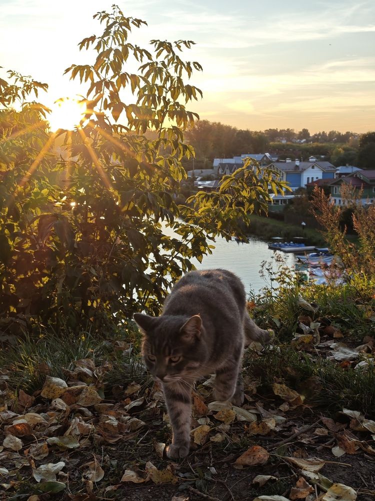 Суздальский кот