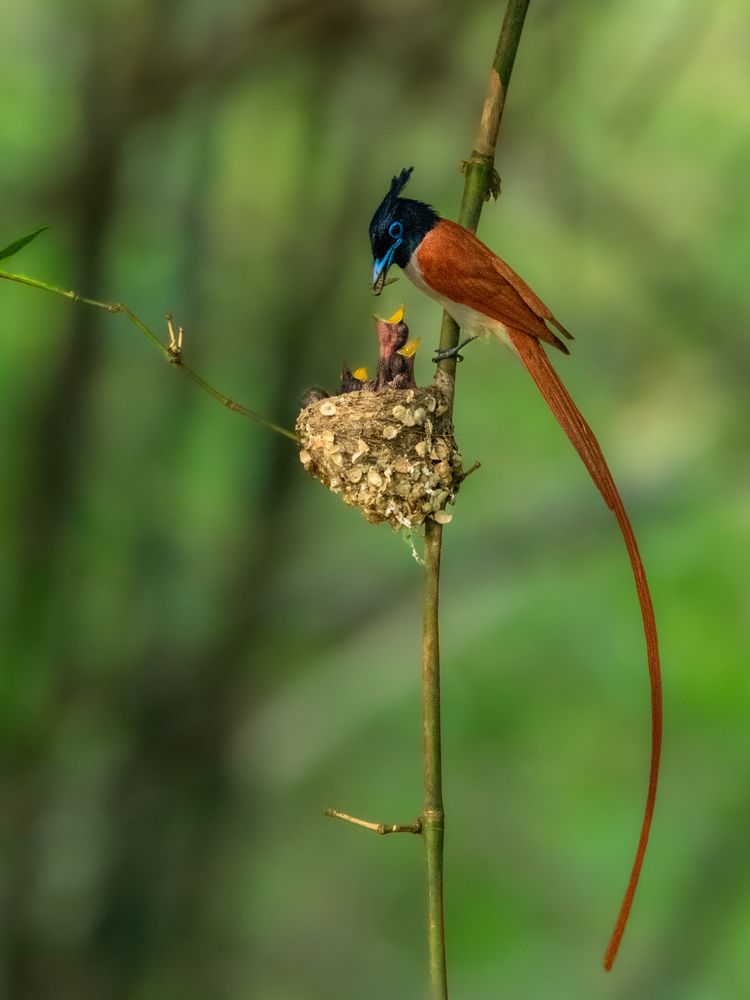 Photograph by SUHAS MANDAL