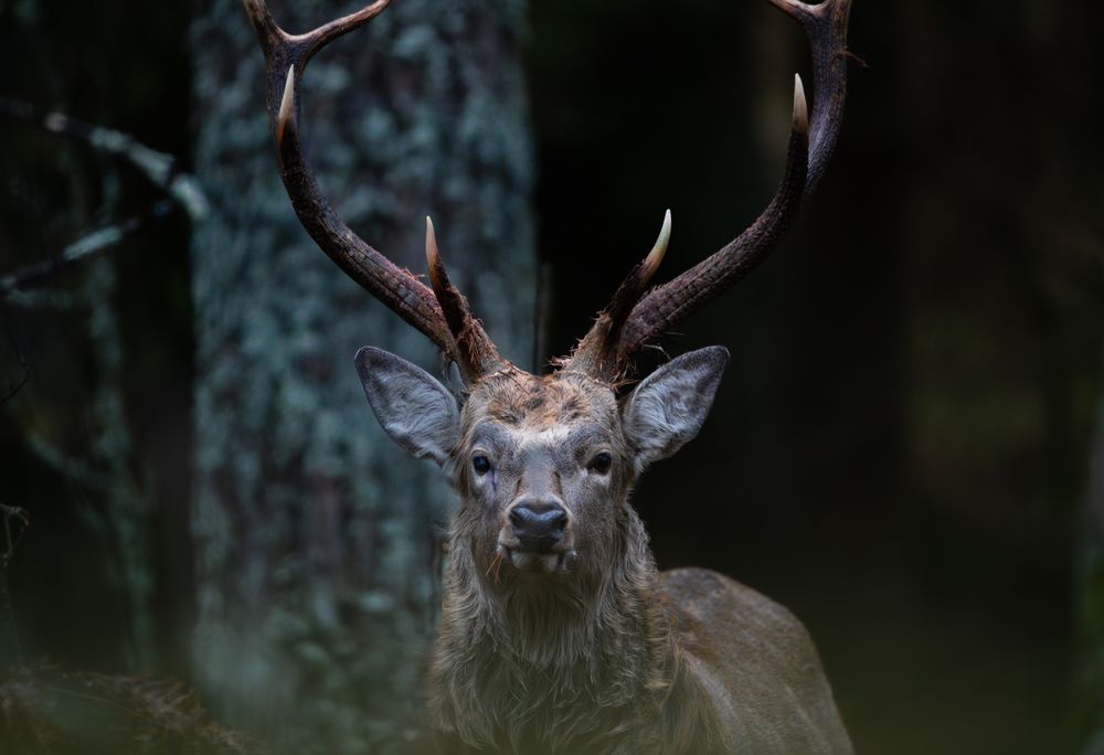 Лорд густого леса // Lord of the Dense Forest