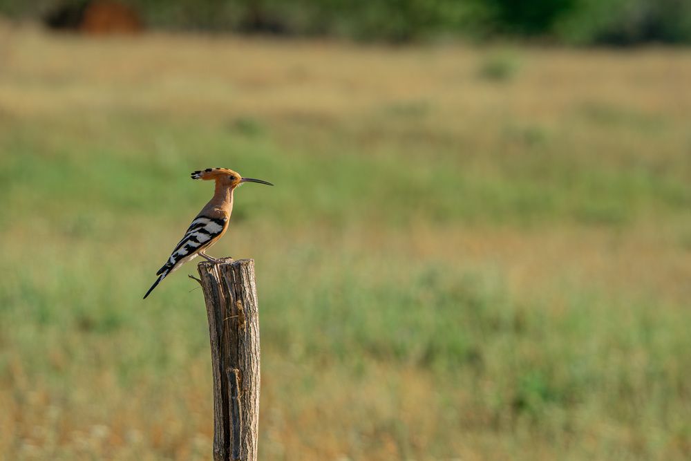 Фотография автора Олег Сухенко
