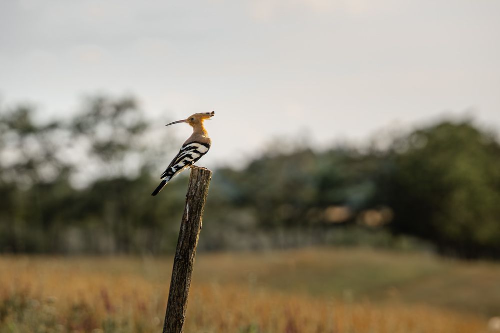 Фотография автора Олег Сухенко