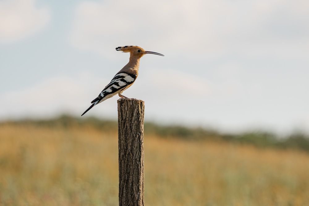 Фотография автора Олег Сухенко