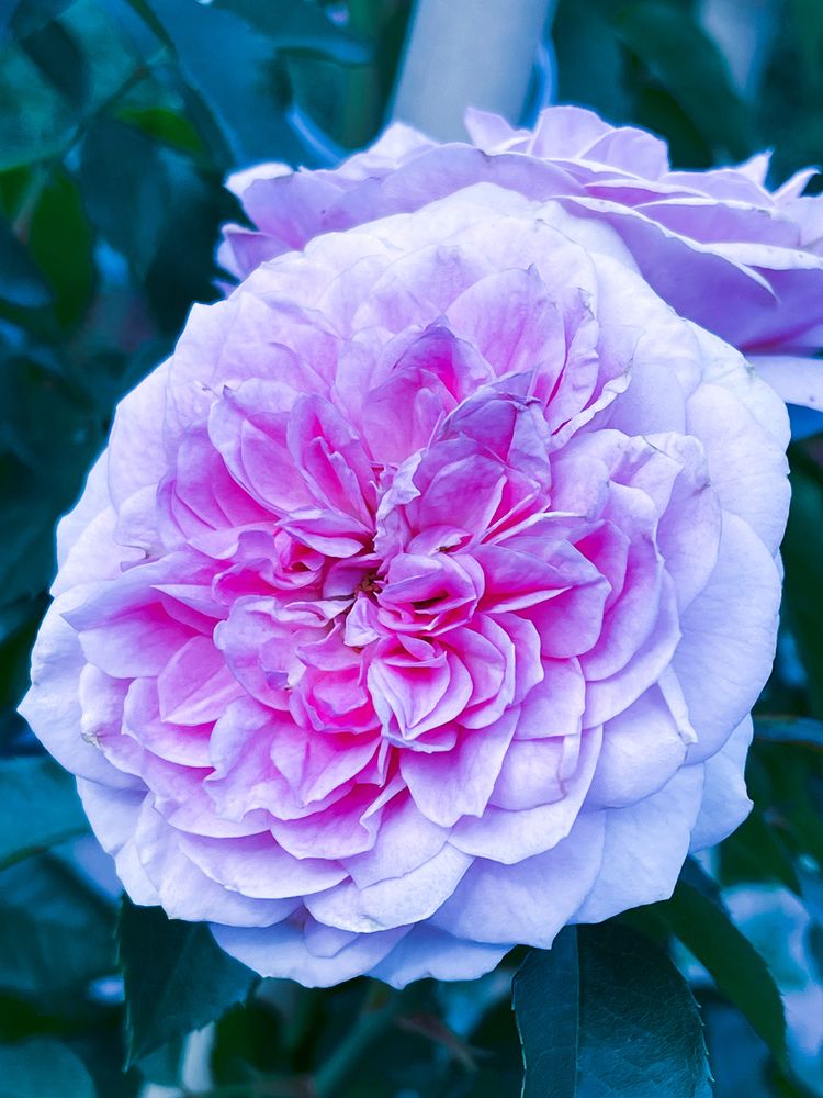 Фотография автора Елизавета Станкевич