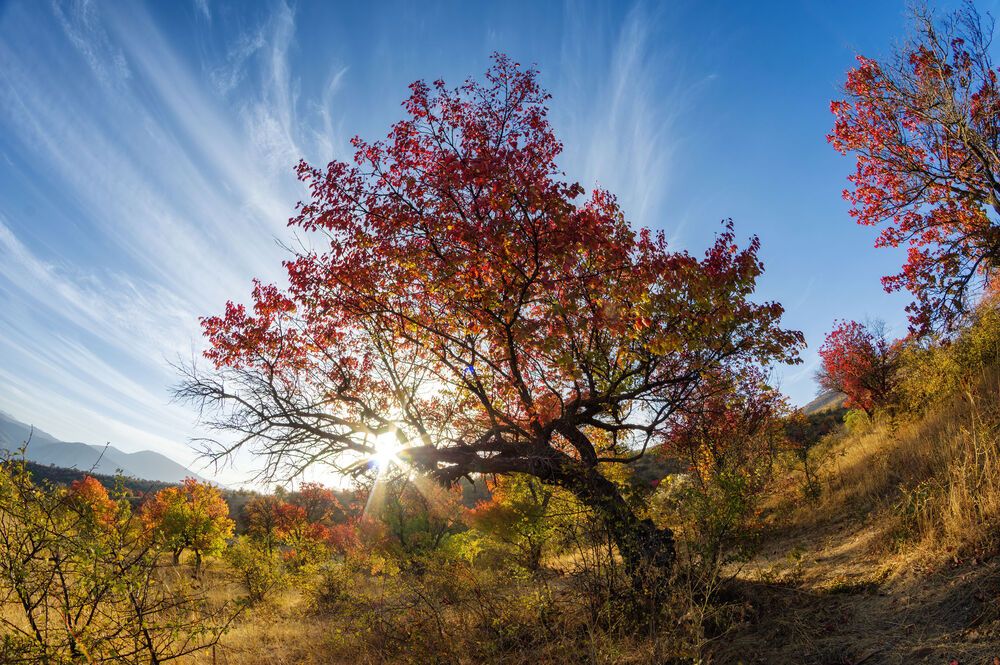 Дыхание осени.