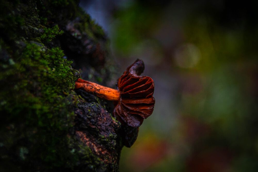 Photo #12855442