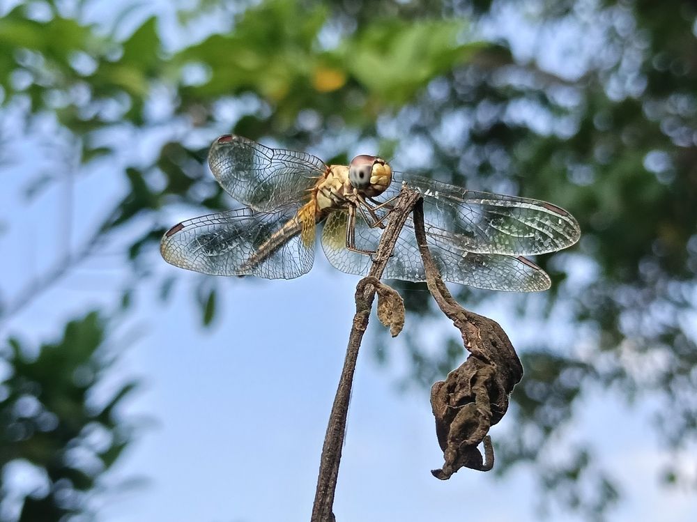 Dragonfly