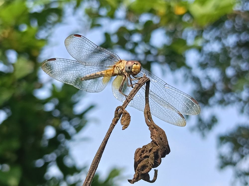 Dragonfly