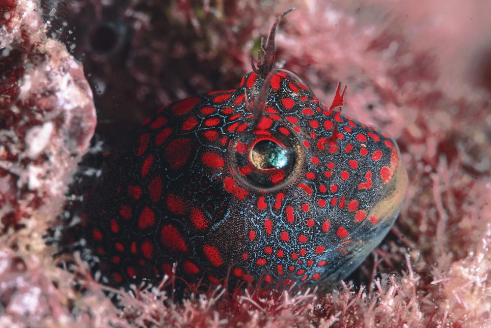 Maria from Toca de Arraial