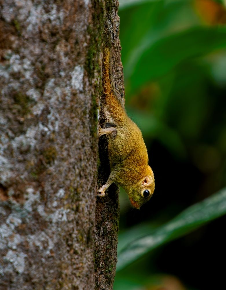World smallest squirrel