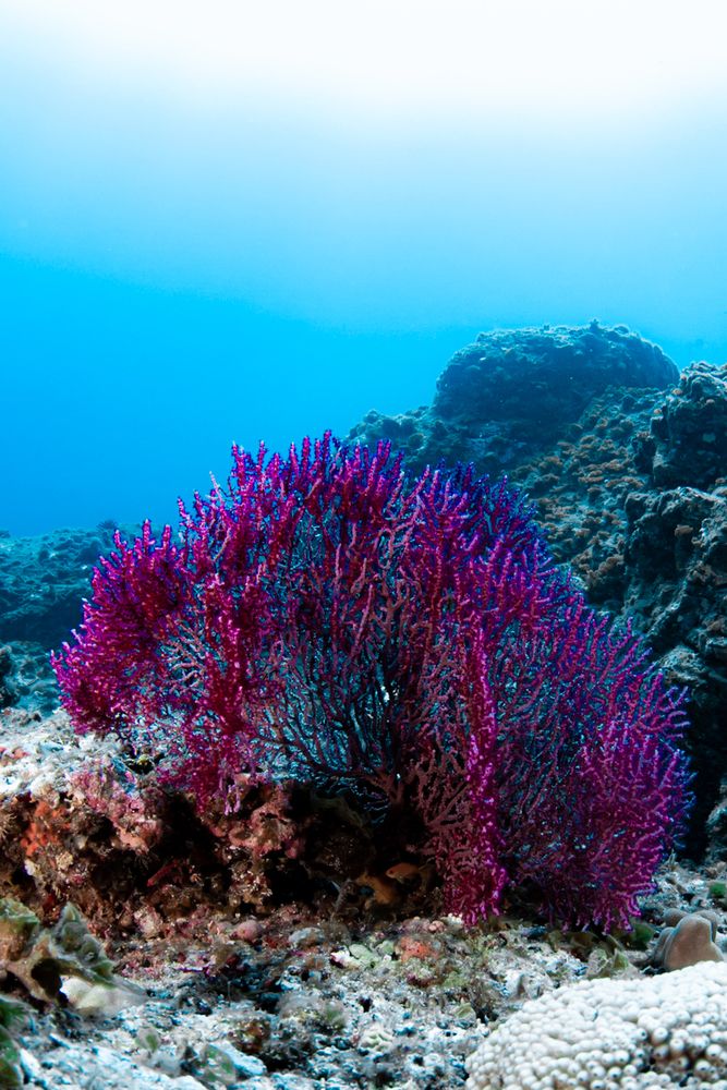 Photograph by nishijima takayuki