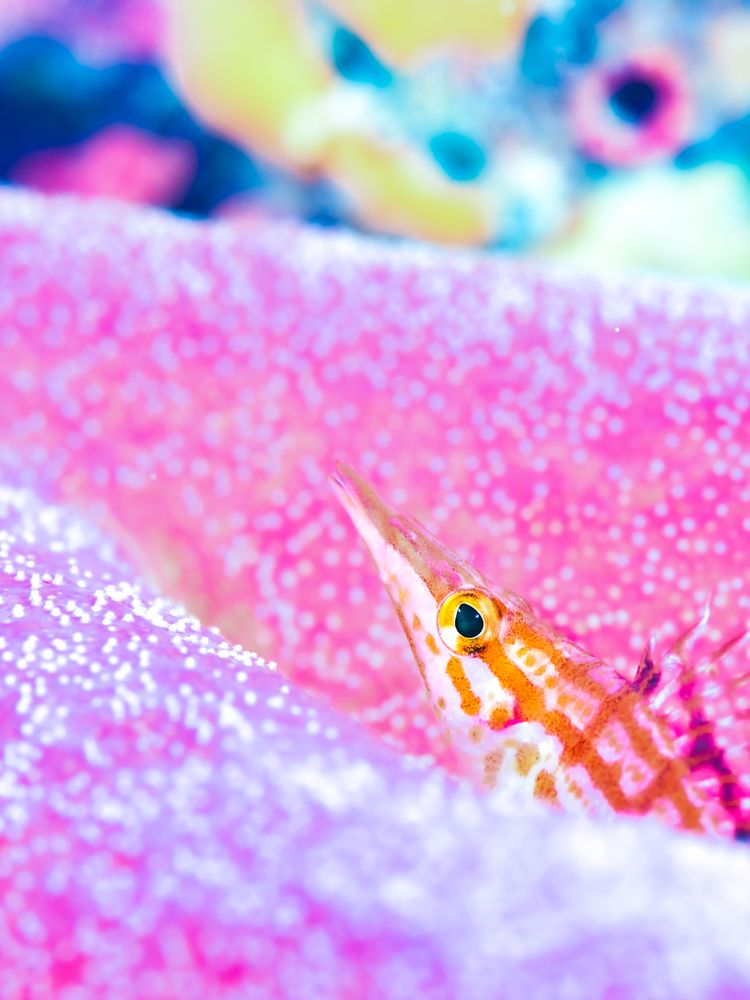 Фотография автора nishijima takayuki