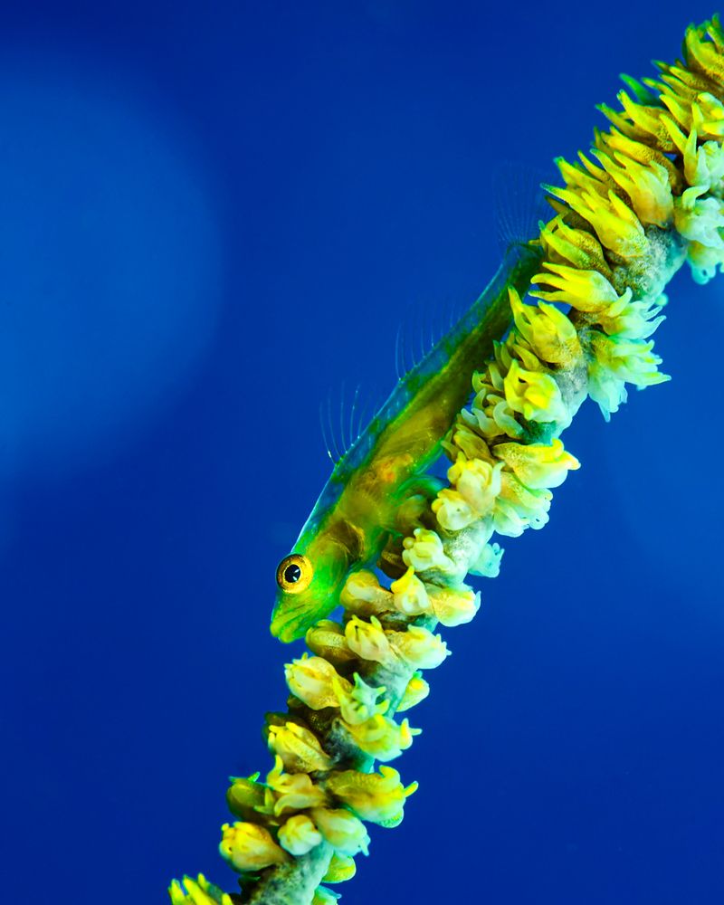 Фотография автора nishijima takayuki
