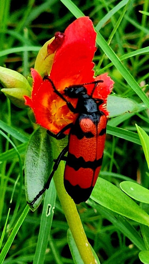 Foliage and Insect l