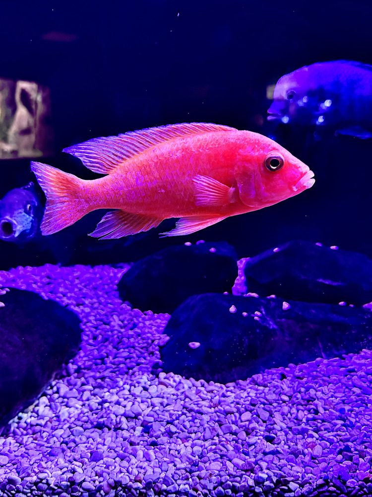 Фотография автора Екатерина