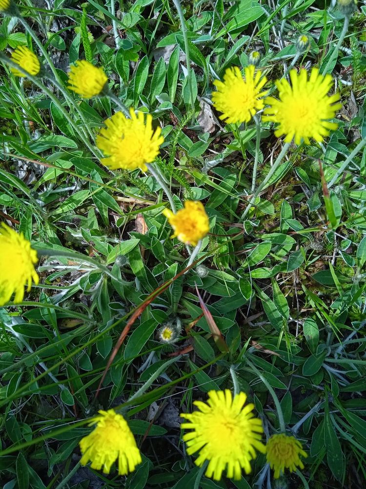 Dandelion flowers.