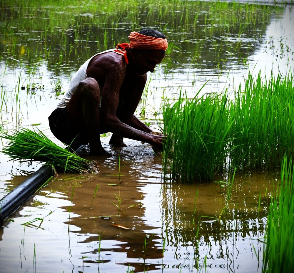 Rice Farmer at Work