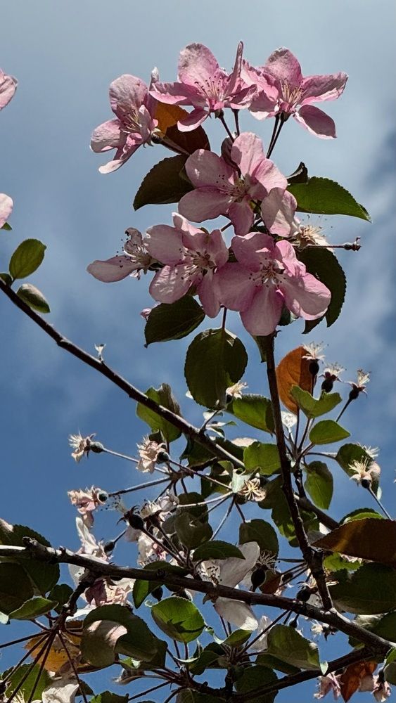 Фотография автора Галина Шиманцова