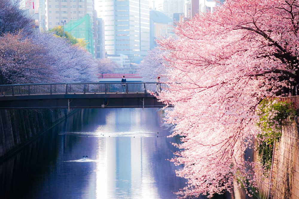 Photograph by TamaU TamaU