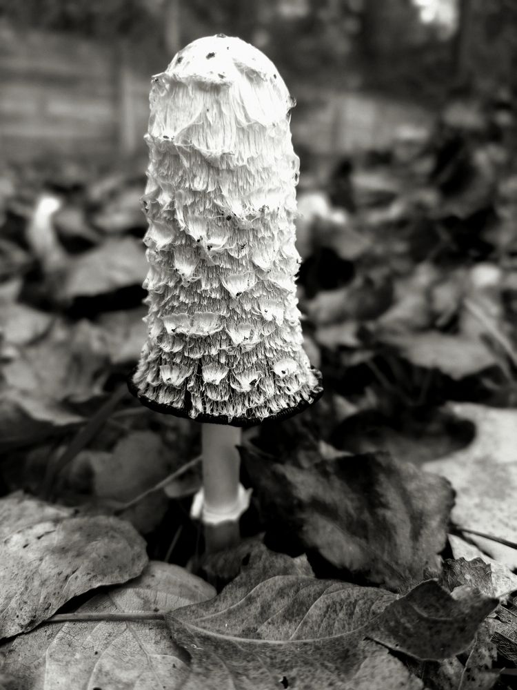 Photo #12856604