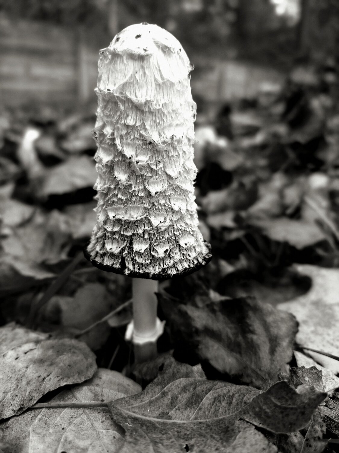 Photo #12856604