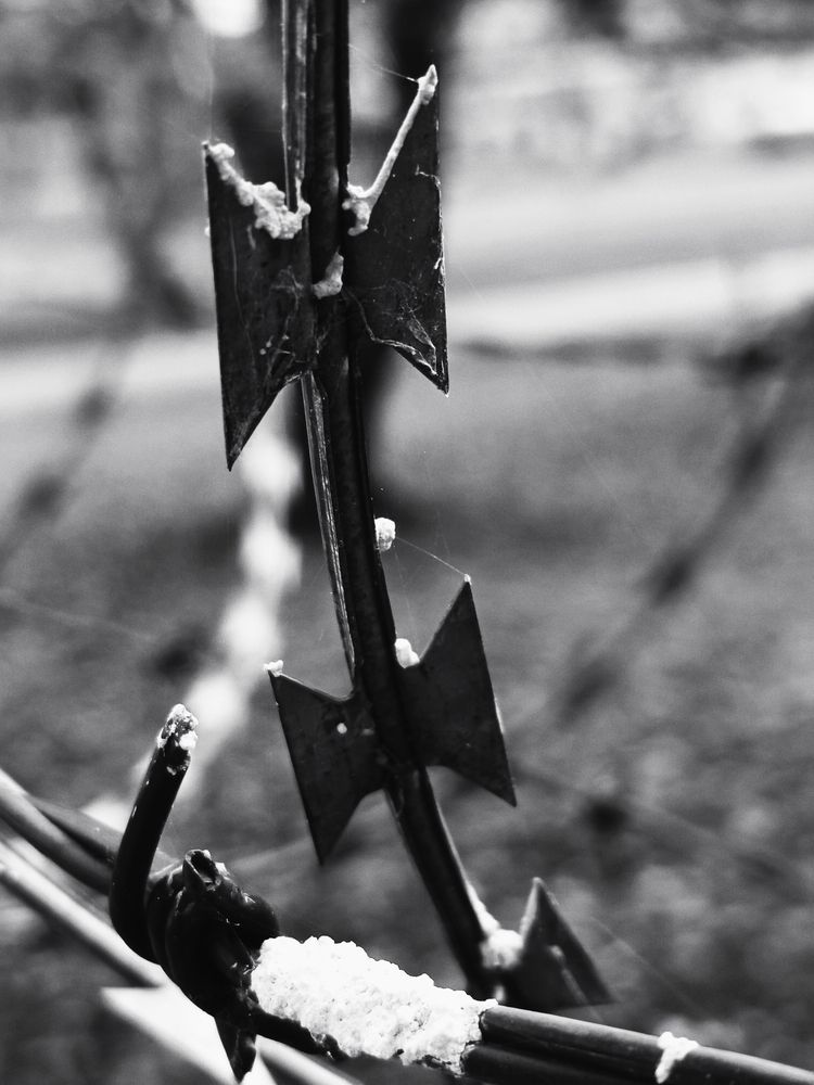 Photo #12856605