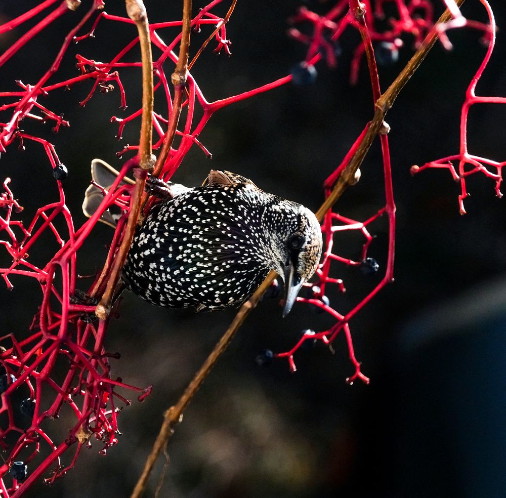 Starling on vine