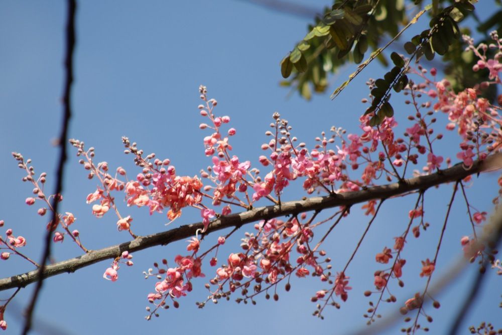 Фотография автора Alexandre Pimentel