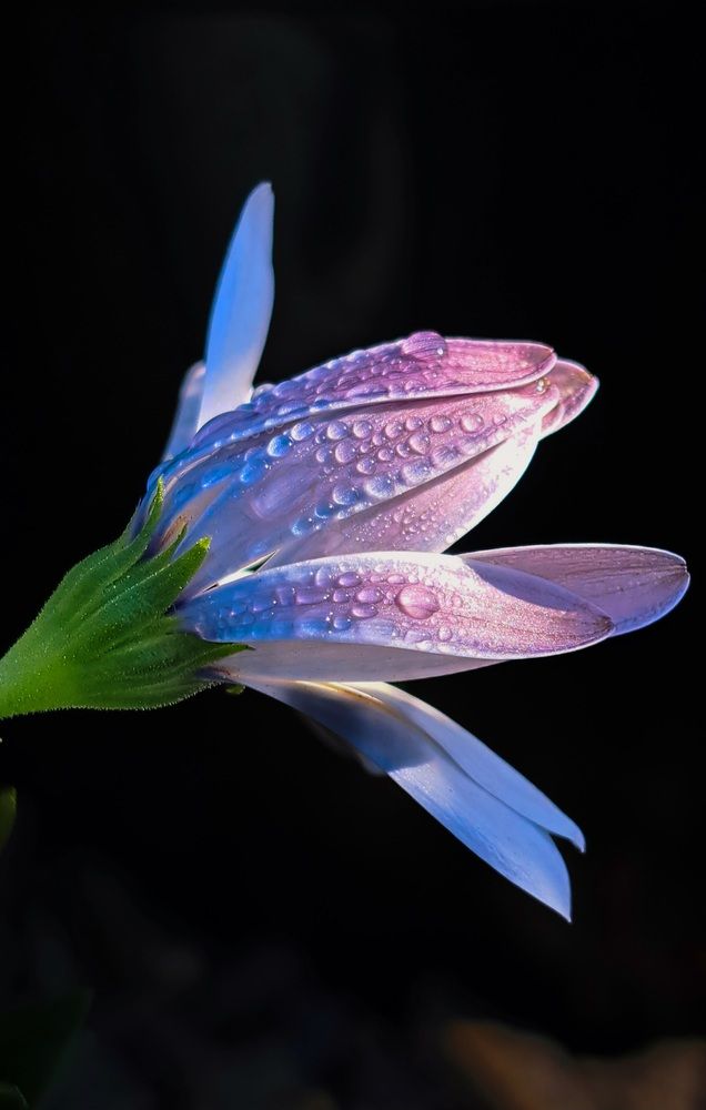 Photograph by Галина Перепечаева