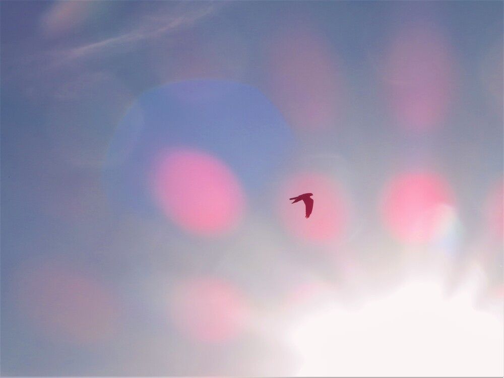 Photograph by Лариса Басова