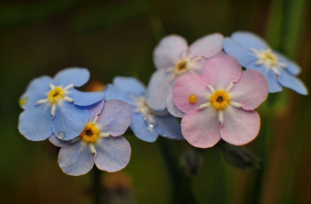 Photograph by Svetlana Rizzo