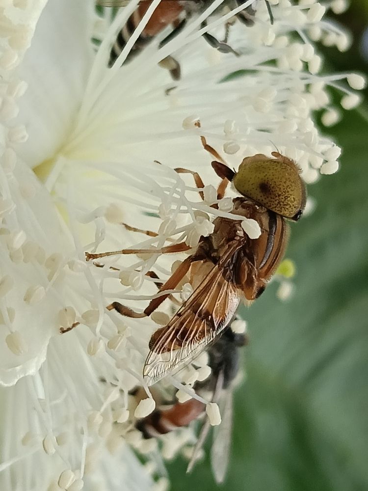 Eristalinus taeniops insect