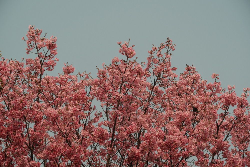 Photograph by Anirudh Merudi