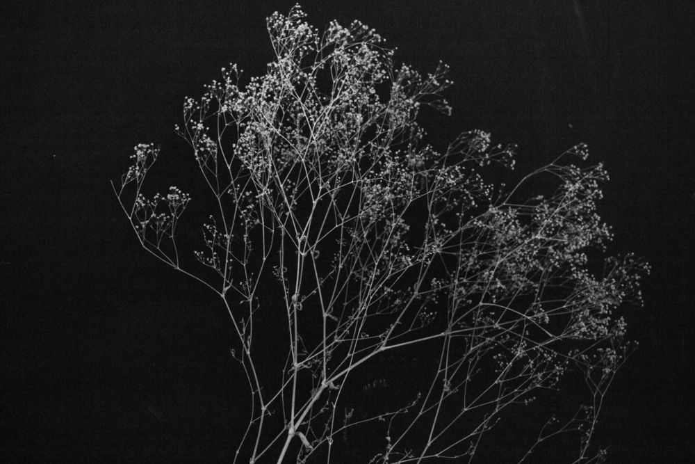 Nature 1