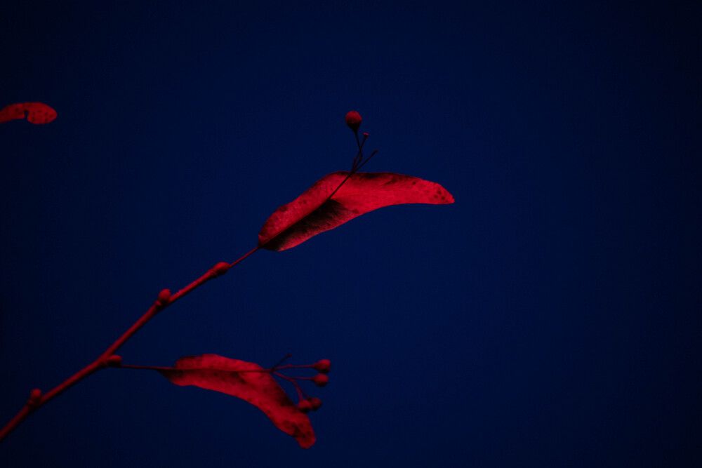 Photograph by Irina