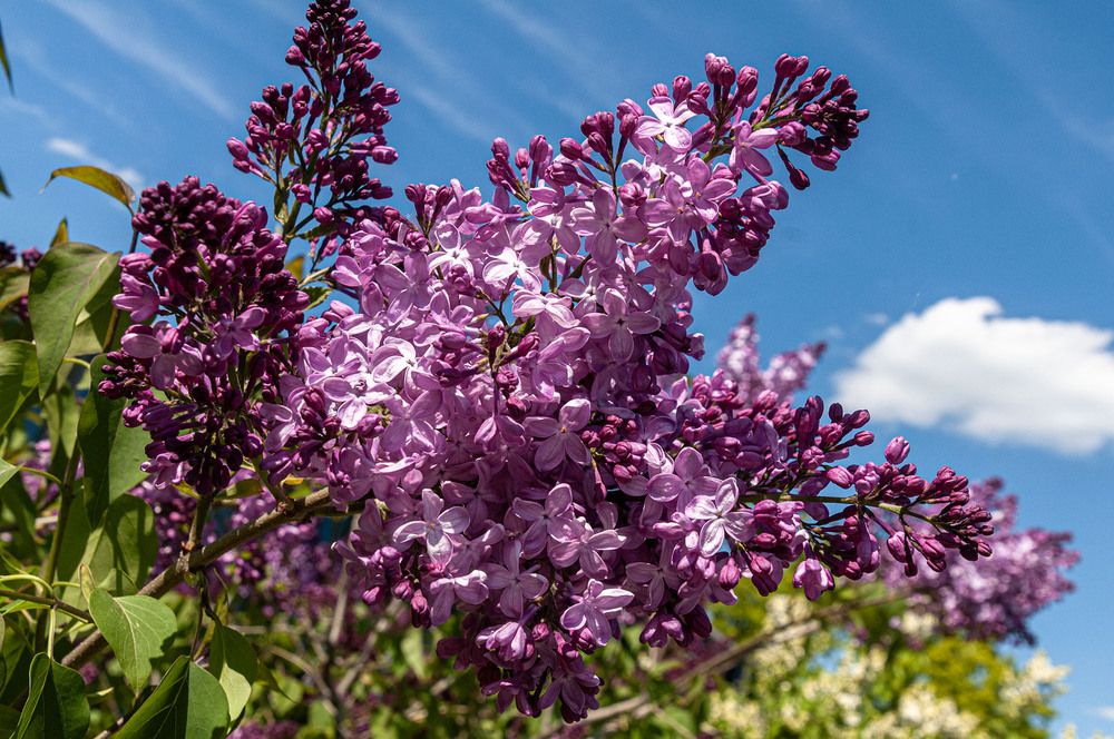 Photograph by Vladimir  Komarov
