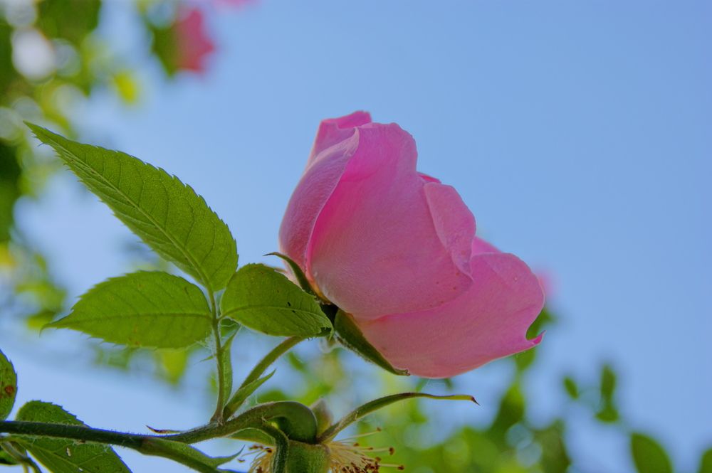 Фотография автора Sergej Roor