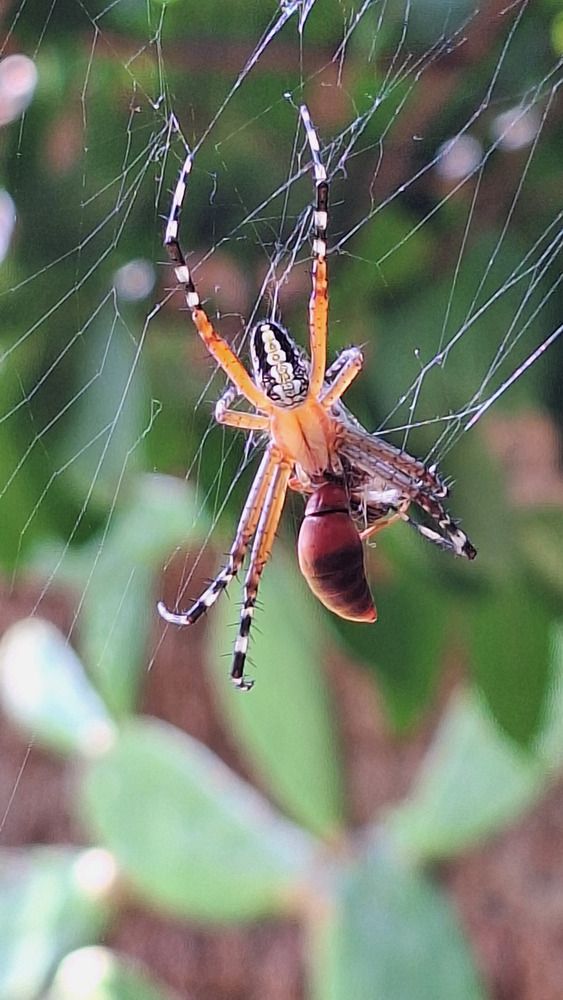 Pequeña destreza