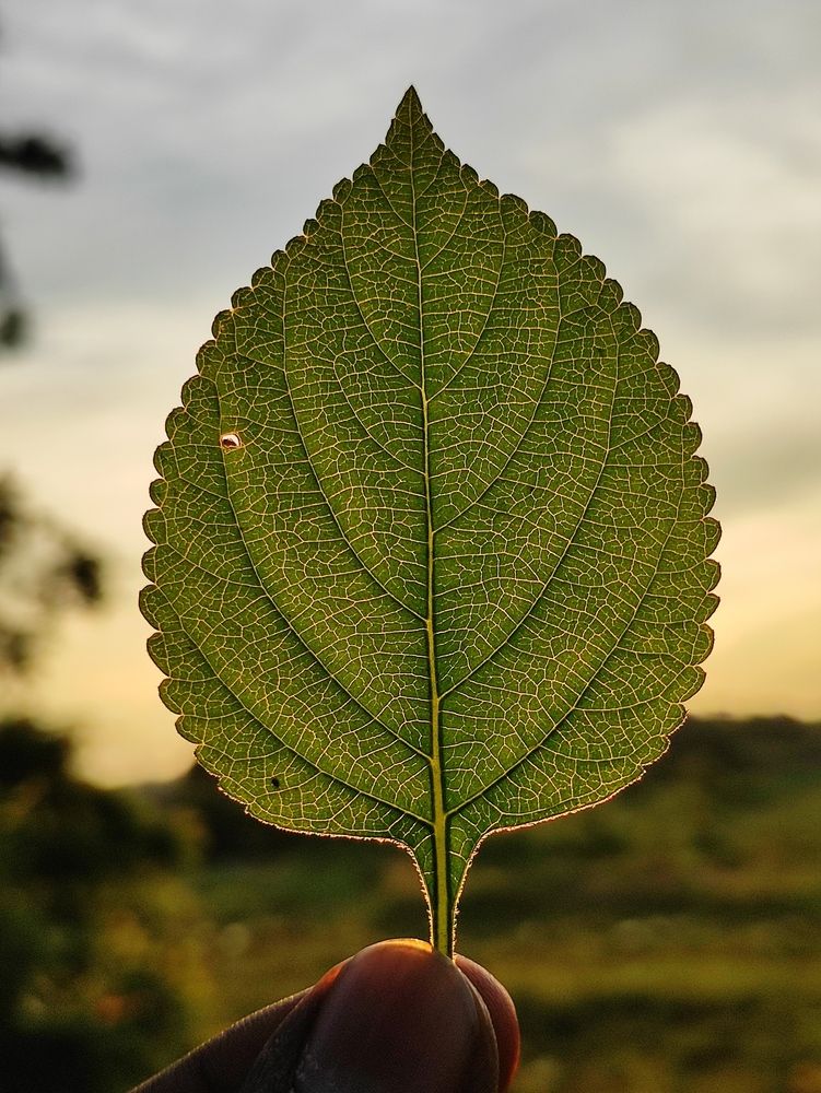 Structure and details of a leaf