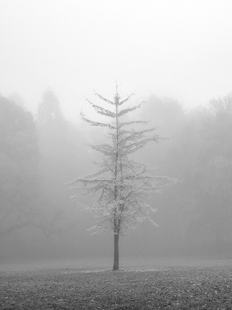 Фотография автора Cozma Mihaela