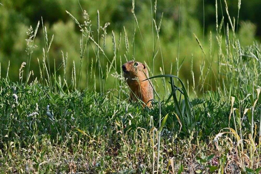 Photograph by Игорь Седунов