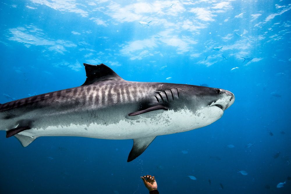 Photograph by Hadrien Foucher