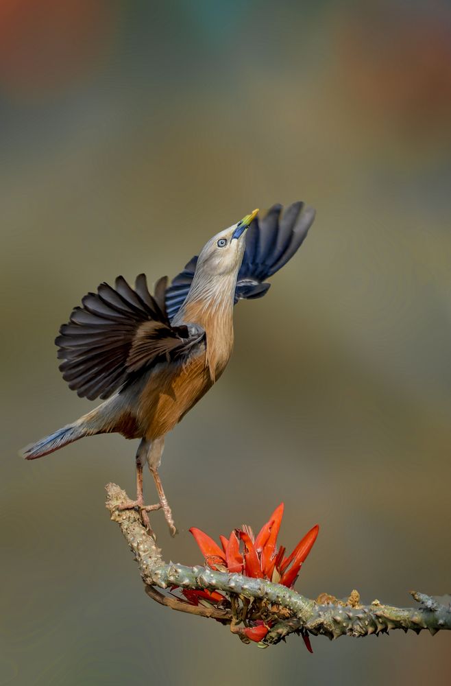 Photograph by Zayed Sanim